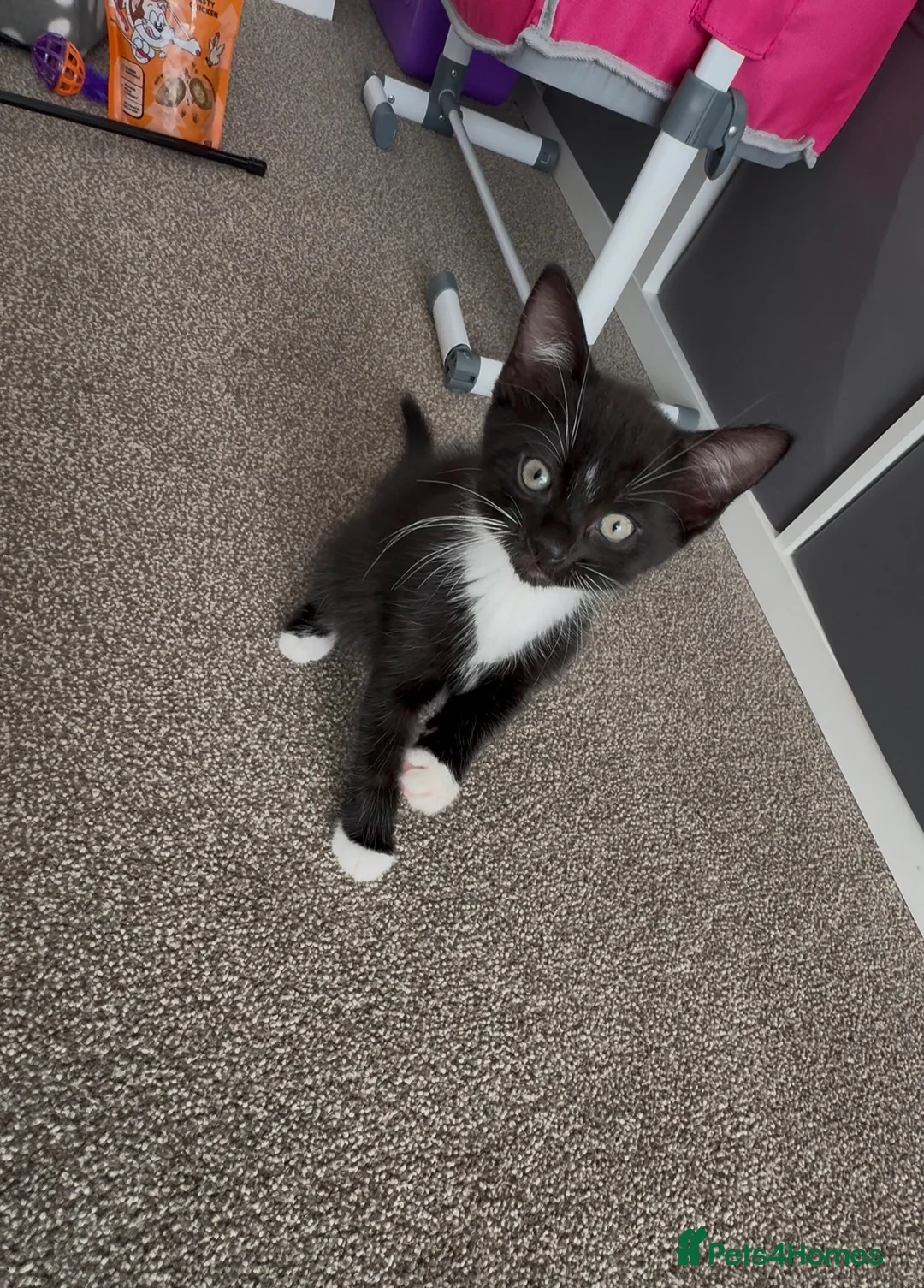 Domestic Shorthair cats for sale: Beautiful 9 week boy looking for forever home  - Advert 1