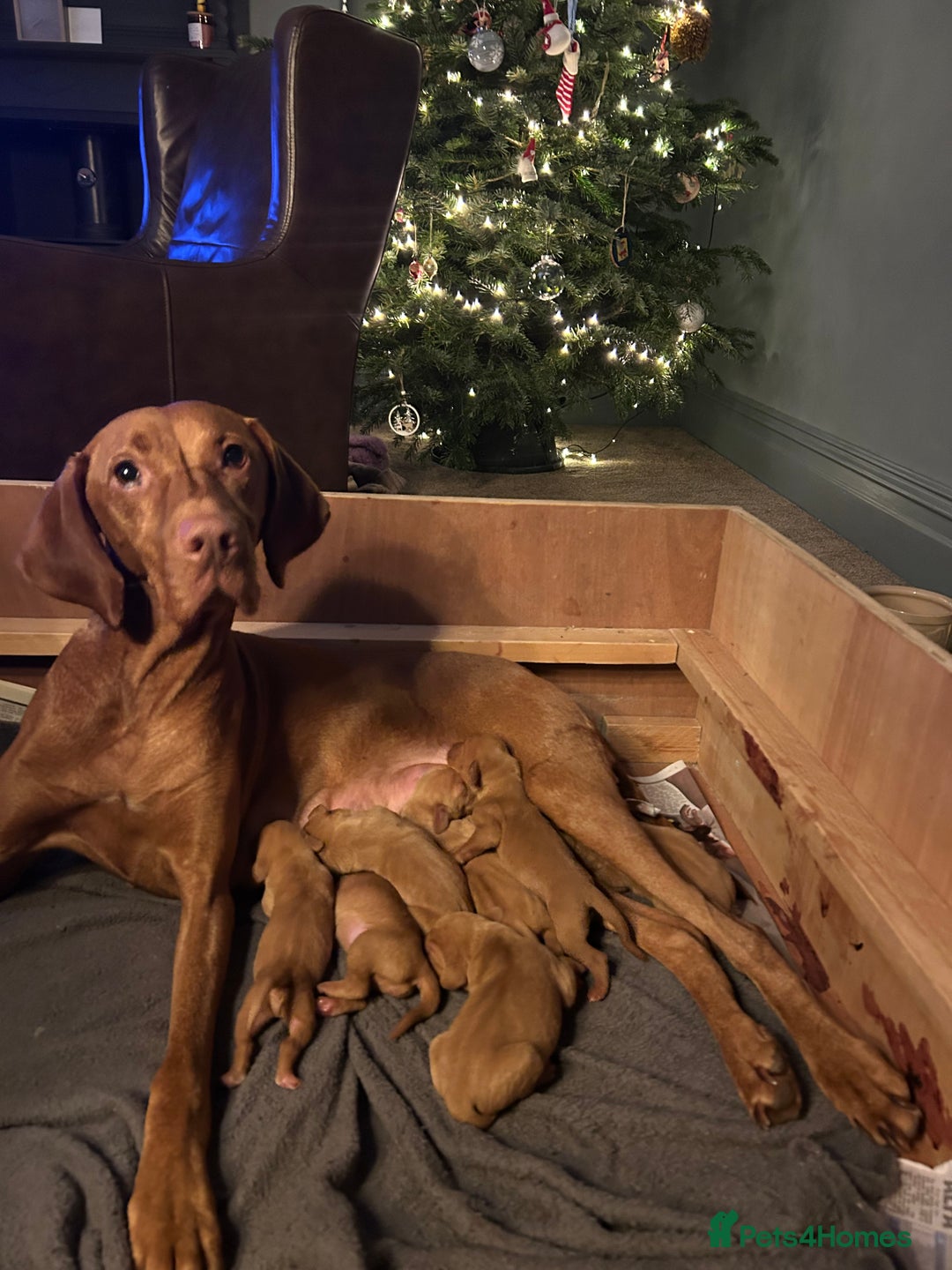 Hungarian Vizsla dogs for sale: Hungarian Vizsla puppies - KC registered  - Advert 1
