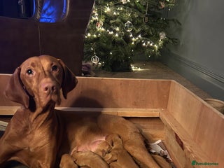 Hungarian Vizsla dogs Hungarian Vizsla puppies - KC registered - Advert 1