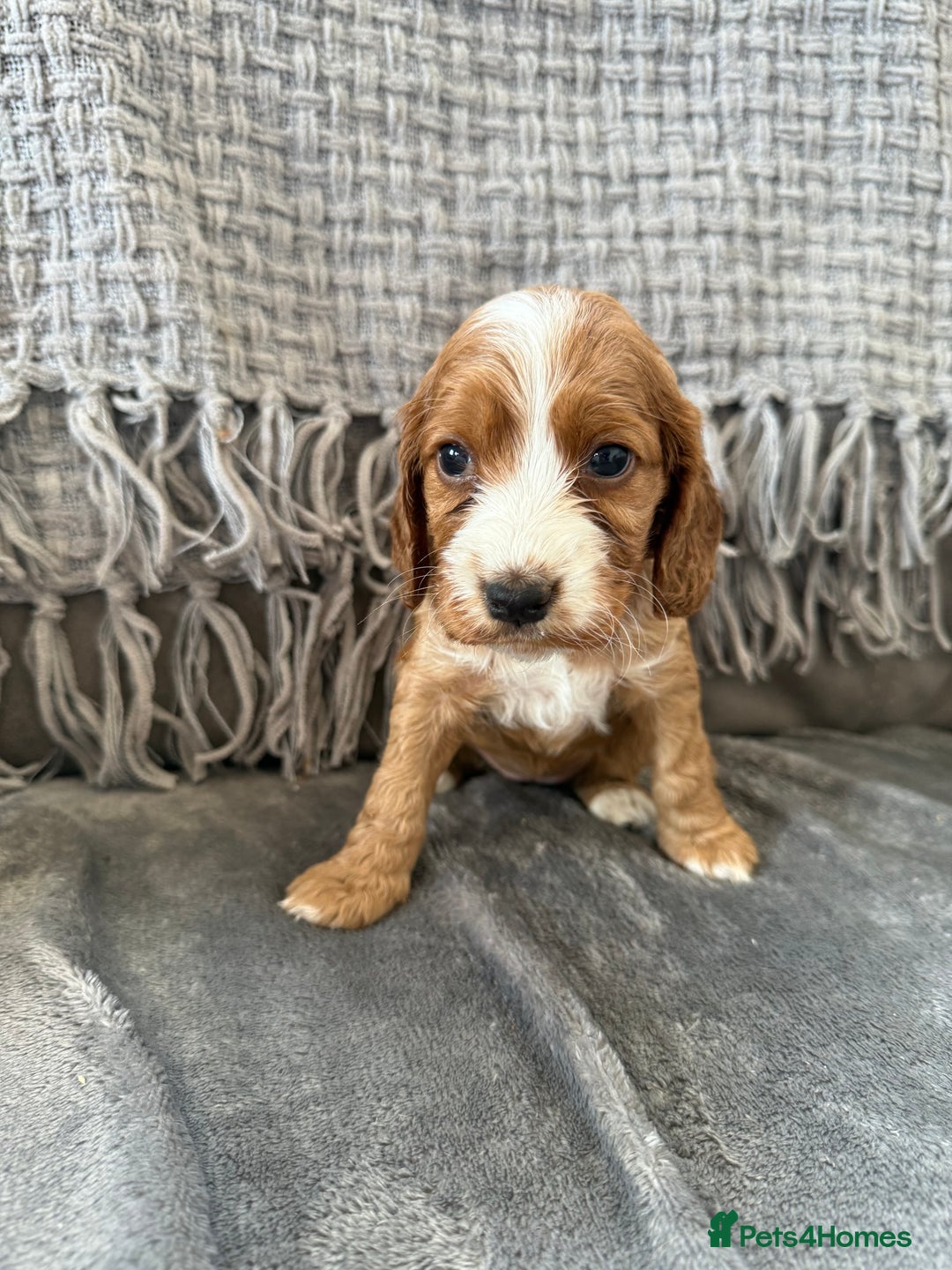 Cockapoo dogs for sale: gorgeous litter of Cockapoo puppies 🐶  - Image 4