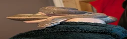 Python Snake reptiles for sale: Male ball python + enclosure (if desired) in Bristol - Advert 3