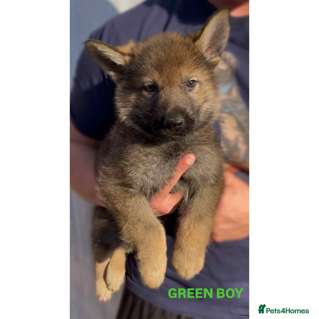 German Shepherd dogs for sale: Czech line German shepherds  - Image 6
