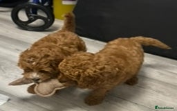 Cockapoo dogs for sale: 5 🌟 fox red cockapoo babies  ready  🏠 now 🐶 - Image 9