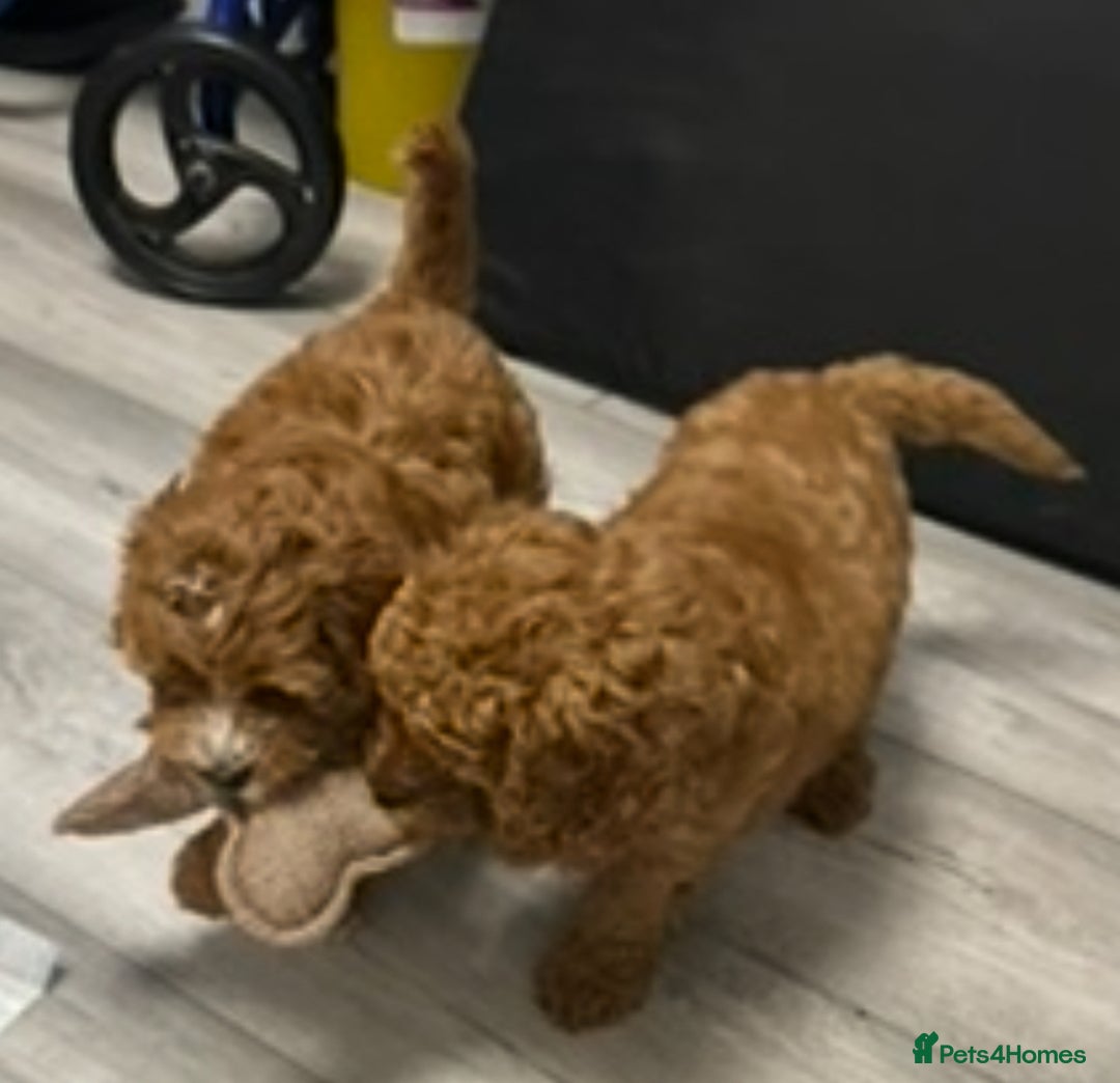 Cockapoo dogs for sale: 5 🌟 fox red cockapoo babies  ready  🏠 now 🐶 - Image 9