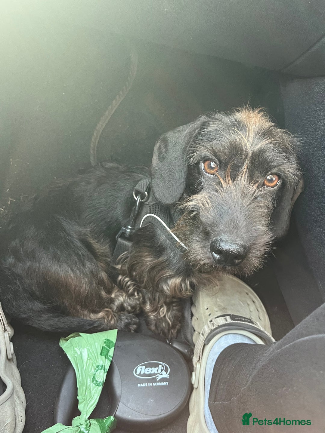 Miniature Dachshund dogs for sale: ROSS MINIATURE WIRE HAIR MALE solid black  - Advert 1