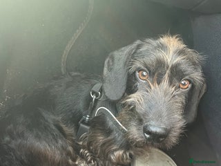 Miniature Dachshund dogs ROSS MINIATURE WIRE HAIR MALE solid black - Advert 13