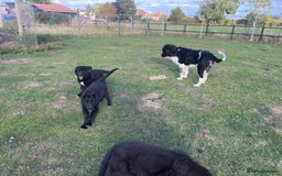 Mixed Breed dogs for sale: Bucovina X Raven  - Image 8
