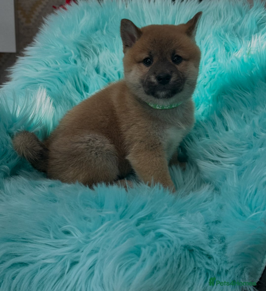 Japanese Shiba Inu dogs for sale: Kc registered Shiba Inu puppies  - Advert 2