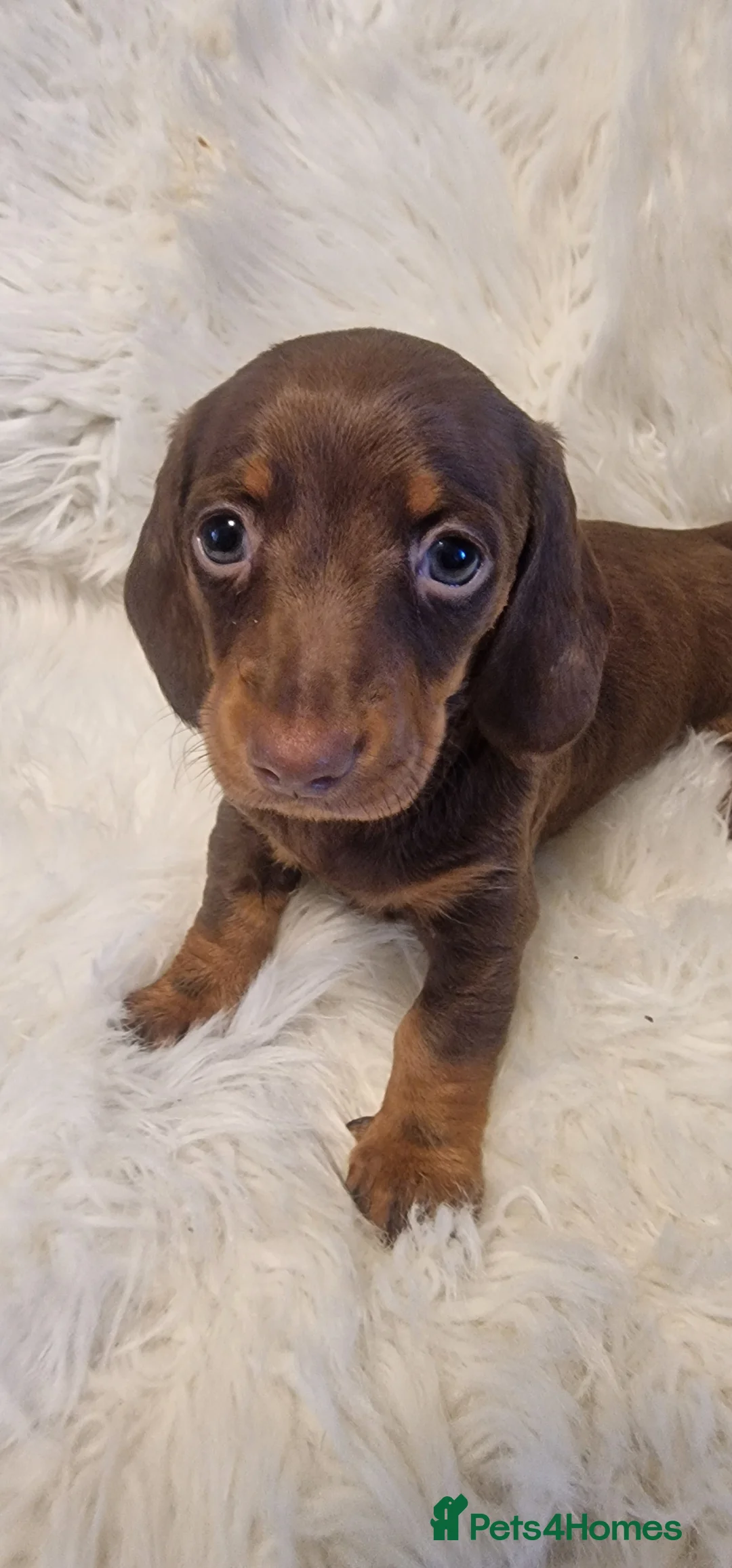 Miniature Dachshund dogs for sale: READY to GO FULL Vac Mini Dachshund smooth  - Advert 14