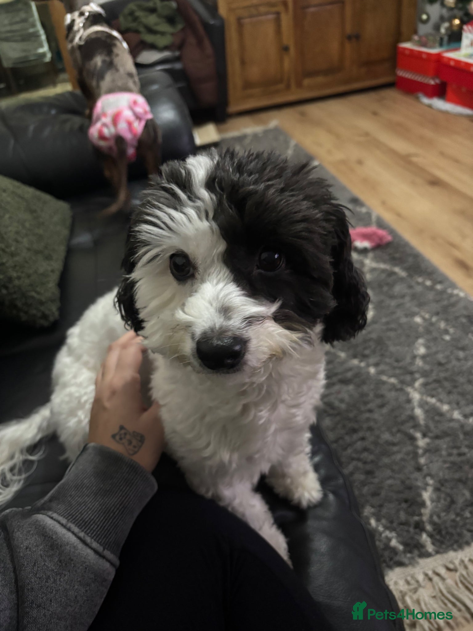 Jackapoo dogs Adorable Jackapoo Puppies  - Advert 1