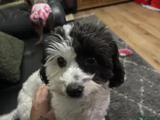 Jackapoo dogs Adorable Jackapoo Puppies - Advert 1