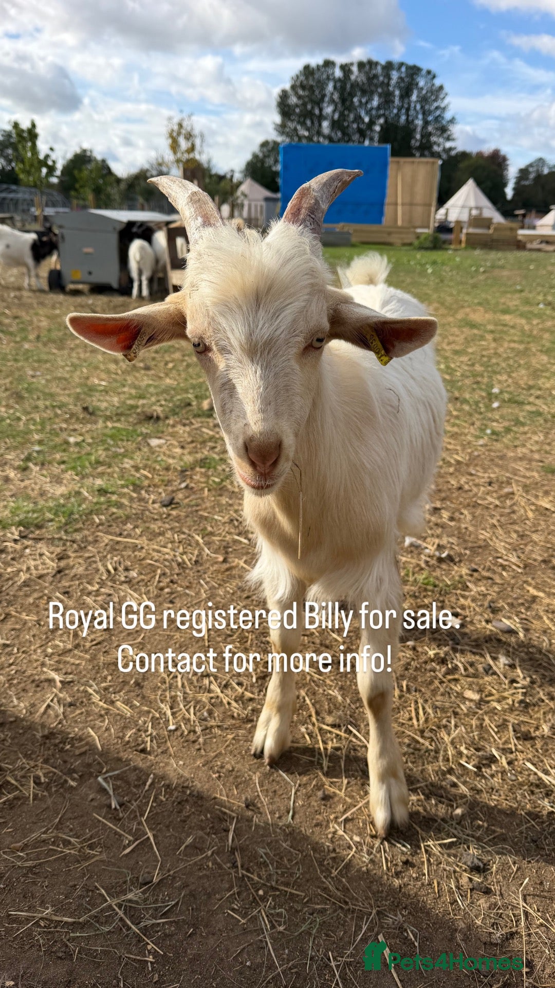 Goats livestock Royal Goldern Gurnsey registered Billy - Advert 10