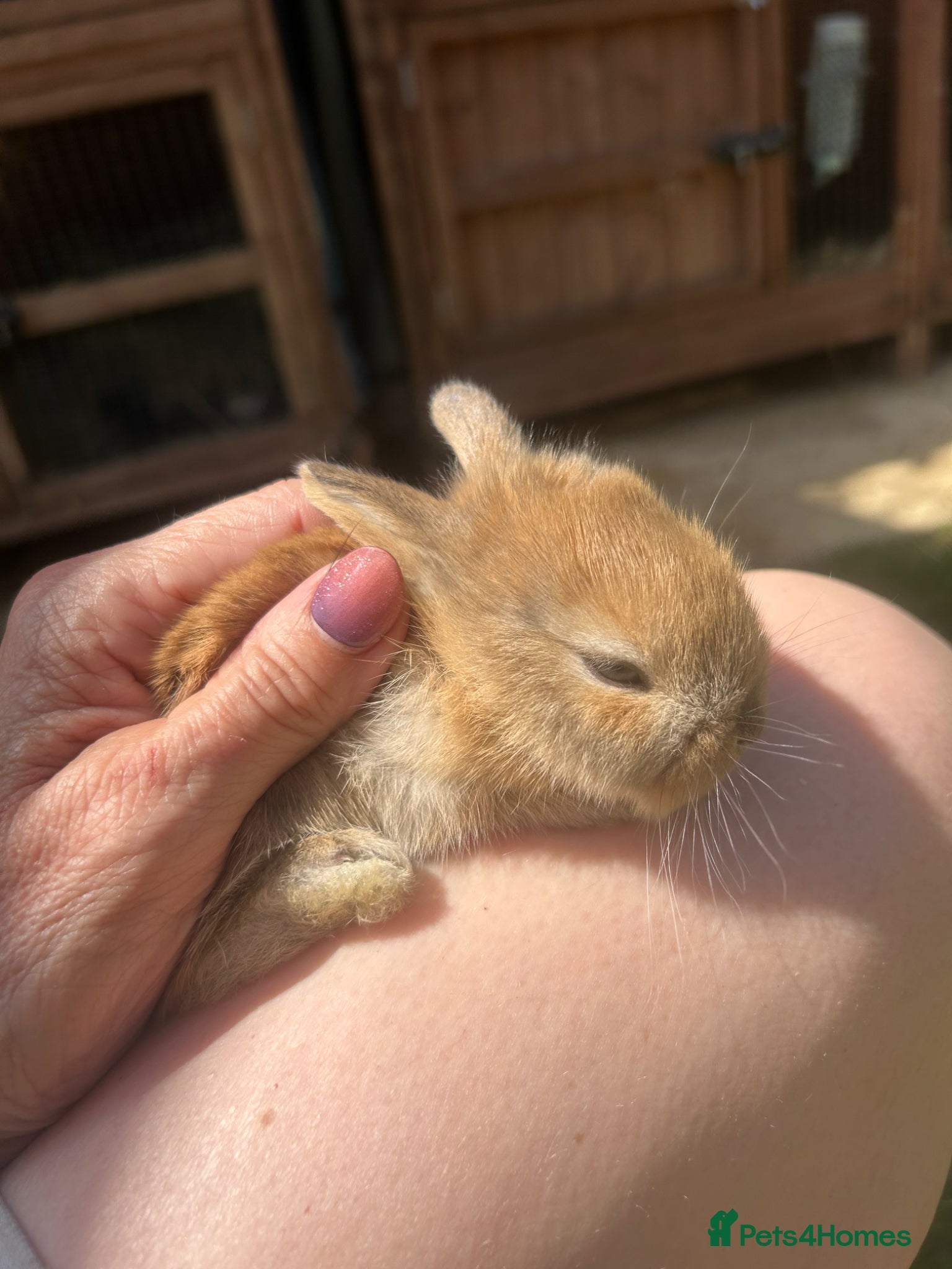Mini Lop rabbits for sale: Stunning pure mini lop & Mini Rex X ML   - Advert 6