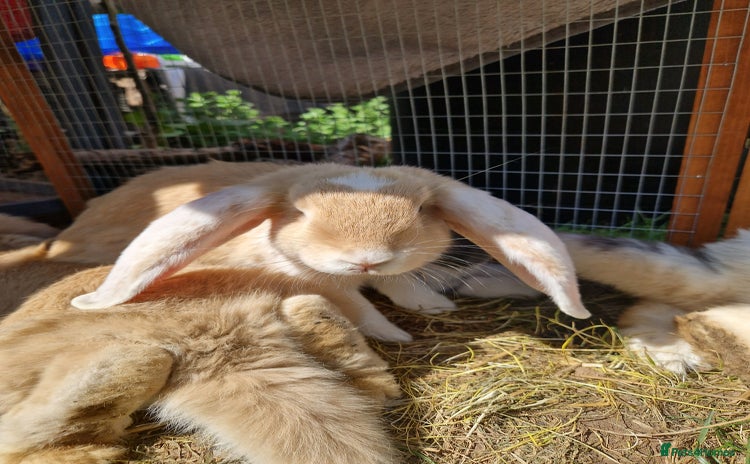 French Lop rabbits - Advert 1