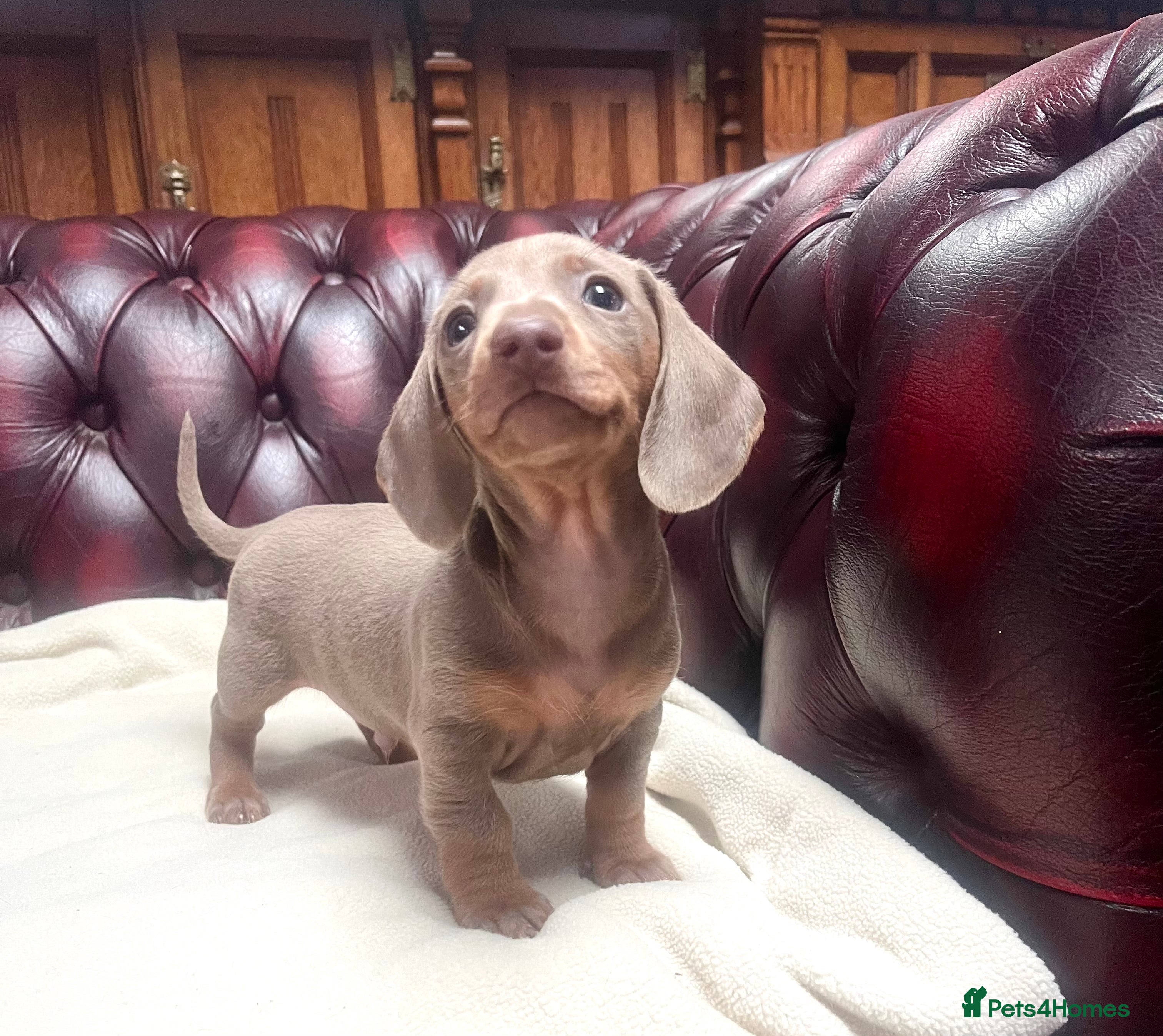 Miniature Dachshund dogs 🥰1 strong Isabella+Tan boy ready to leave now! - Advert 2