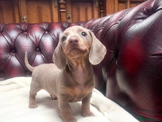 Miniature Dachshund dogs 🥰1 strong Isabella+Tan boy ready to leave now! - Advert 2
