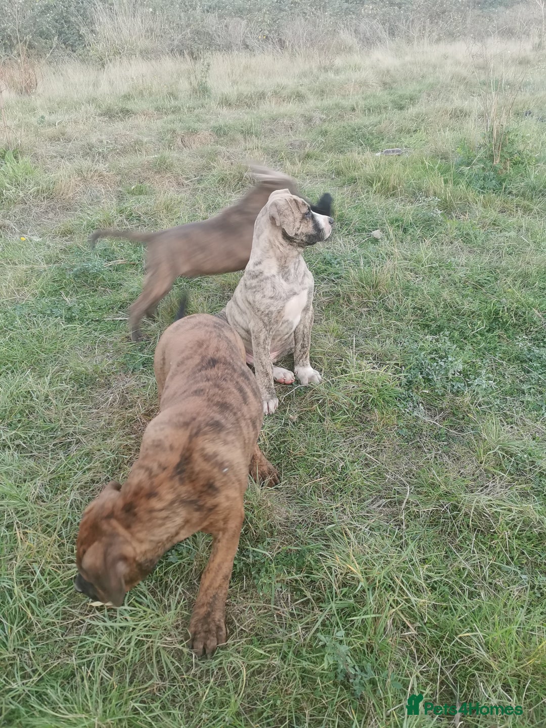 Bandog dogs for sale: Bandog/Bandogee puppies for sale.  - Image 5