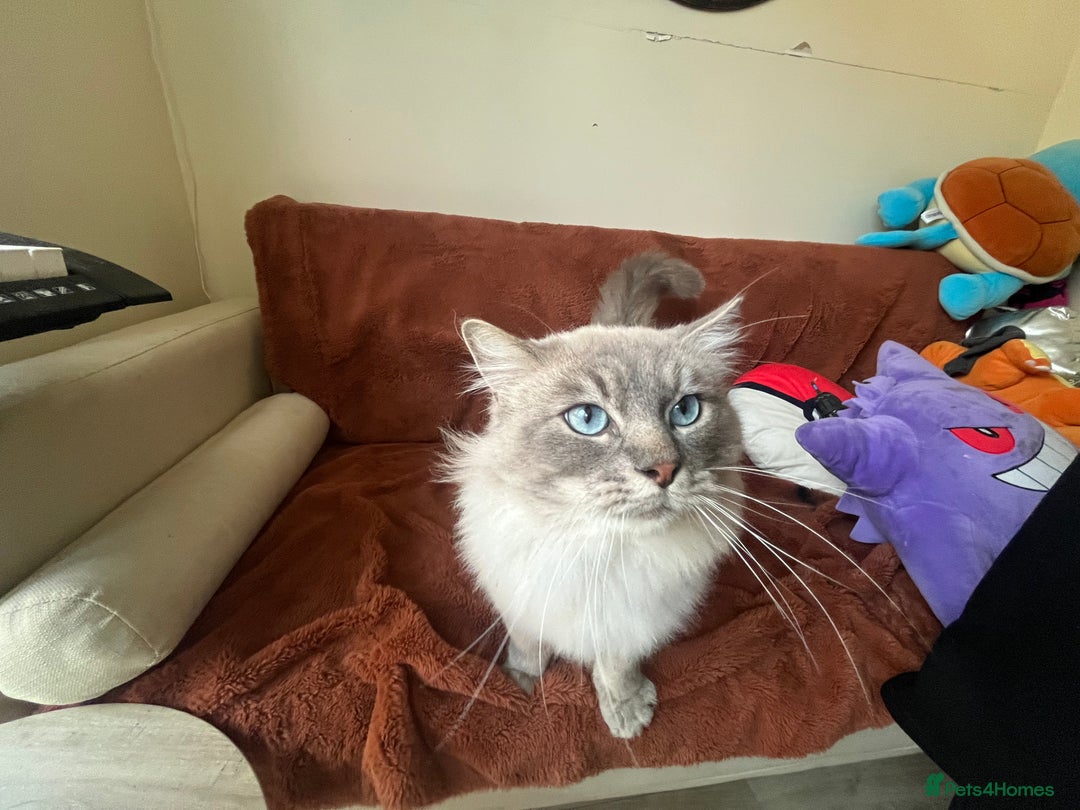 Ragdoll cats for sale: Buttons pure ragdoll - Image 7