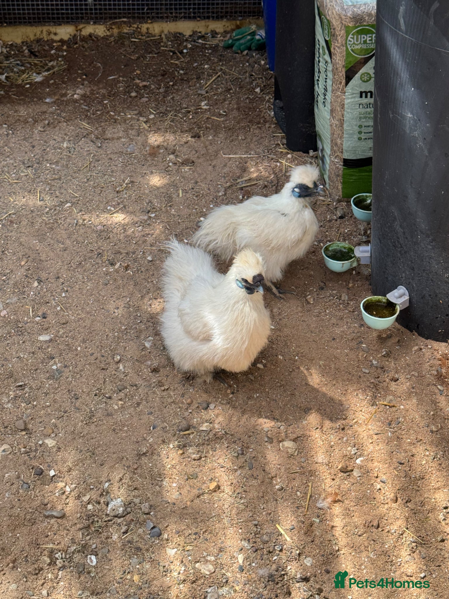 Chickens poultry for sale: 2 selfie chickens and 2 chicken coops - Advert 2