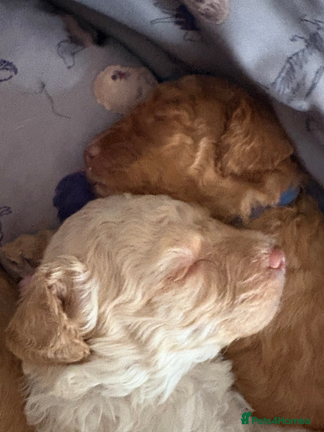 Toy Poodle dogs for sale: Stunning litter of Toy Poodles - Image 30
