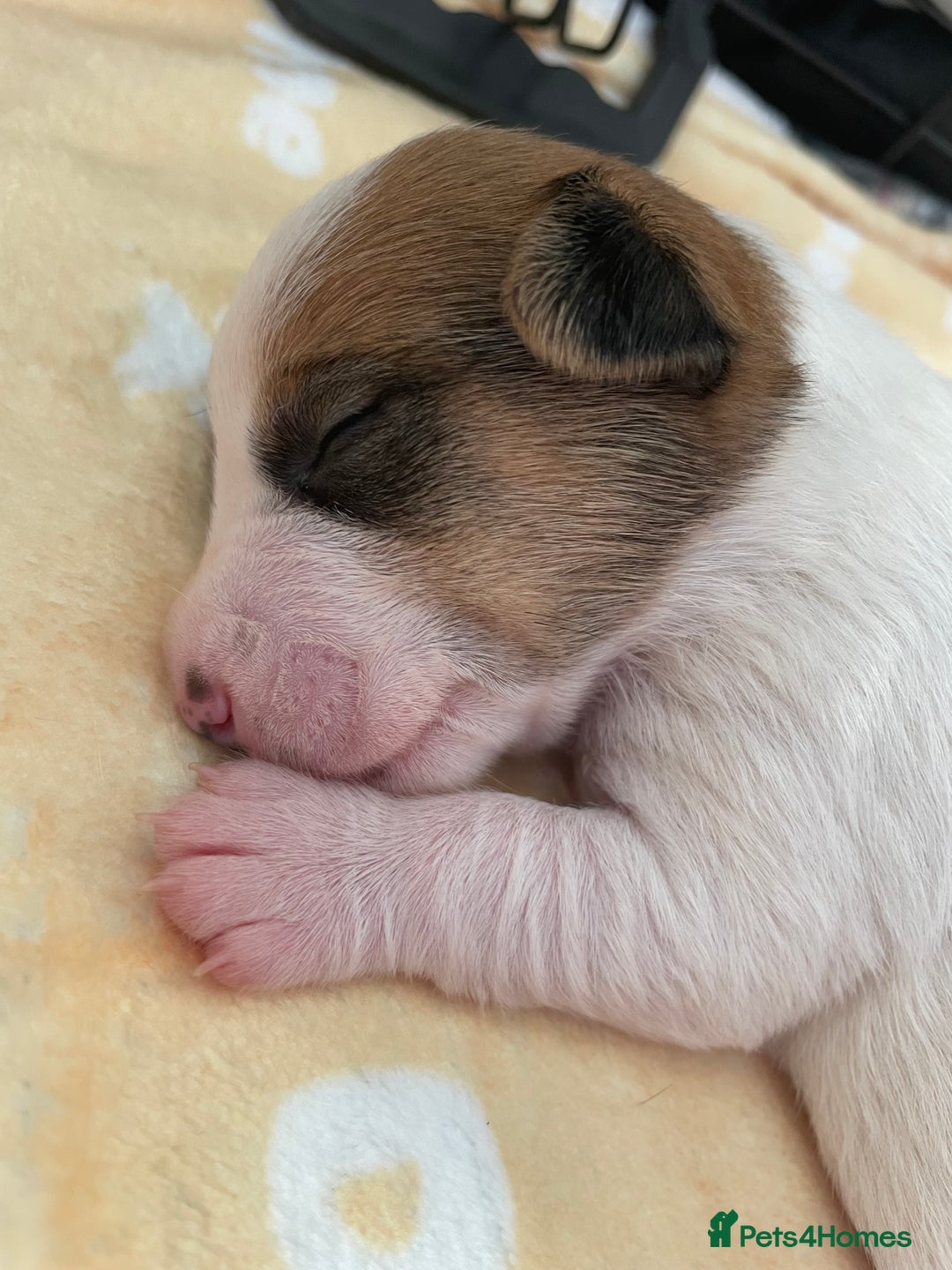 Mixed Breed dogs for sale: Jack chi puppies  - Image 10