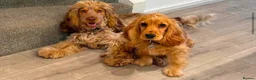 Cocker Spaniel dogs for sale: 🍣The Sushi Roll Litter🍣 in Preston - Advert 4