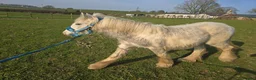 Irish Cob horses for sale: TGCA filly grey and blue - Advert 7