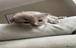 Ragdoll cats for sale: 5 Purebred kittens for SALE - Image 4