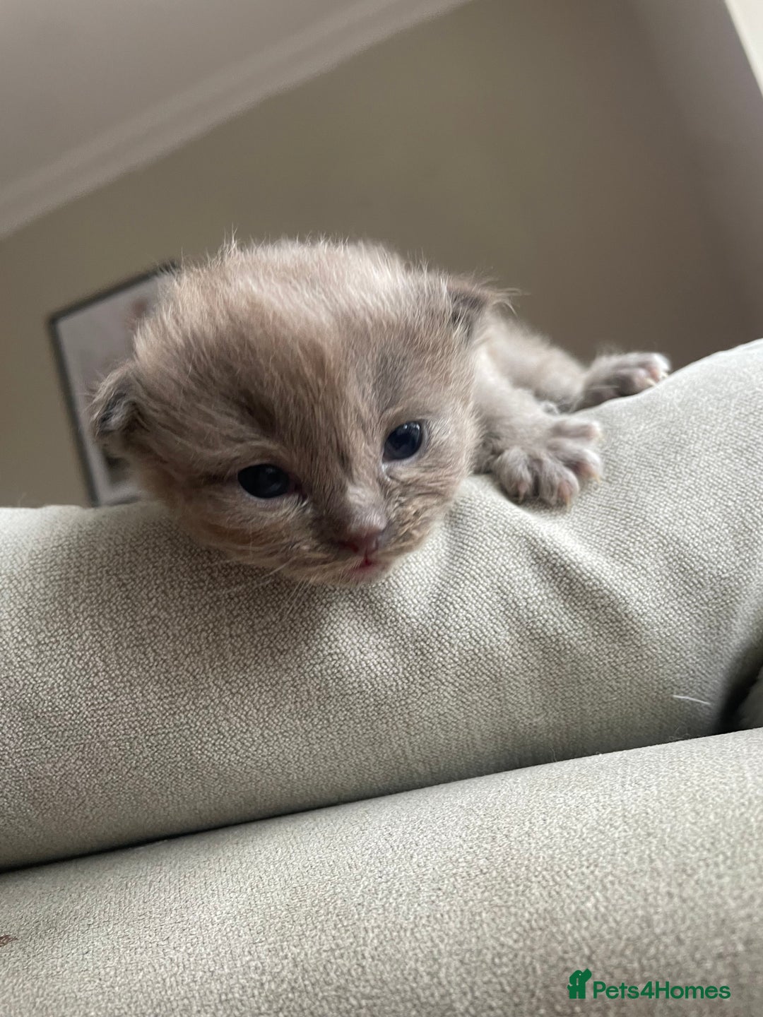Ragdoll cats for sale: 5 Purebred kittens for SALE - Image 4