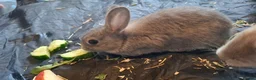 Mixed Breed rabbits for sale:  Rabbits in Highbridge - Advert 3