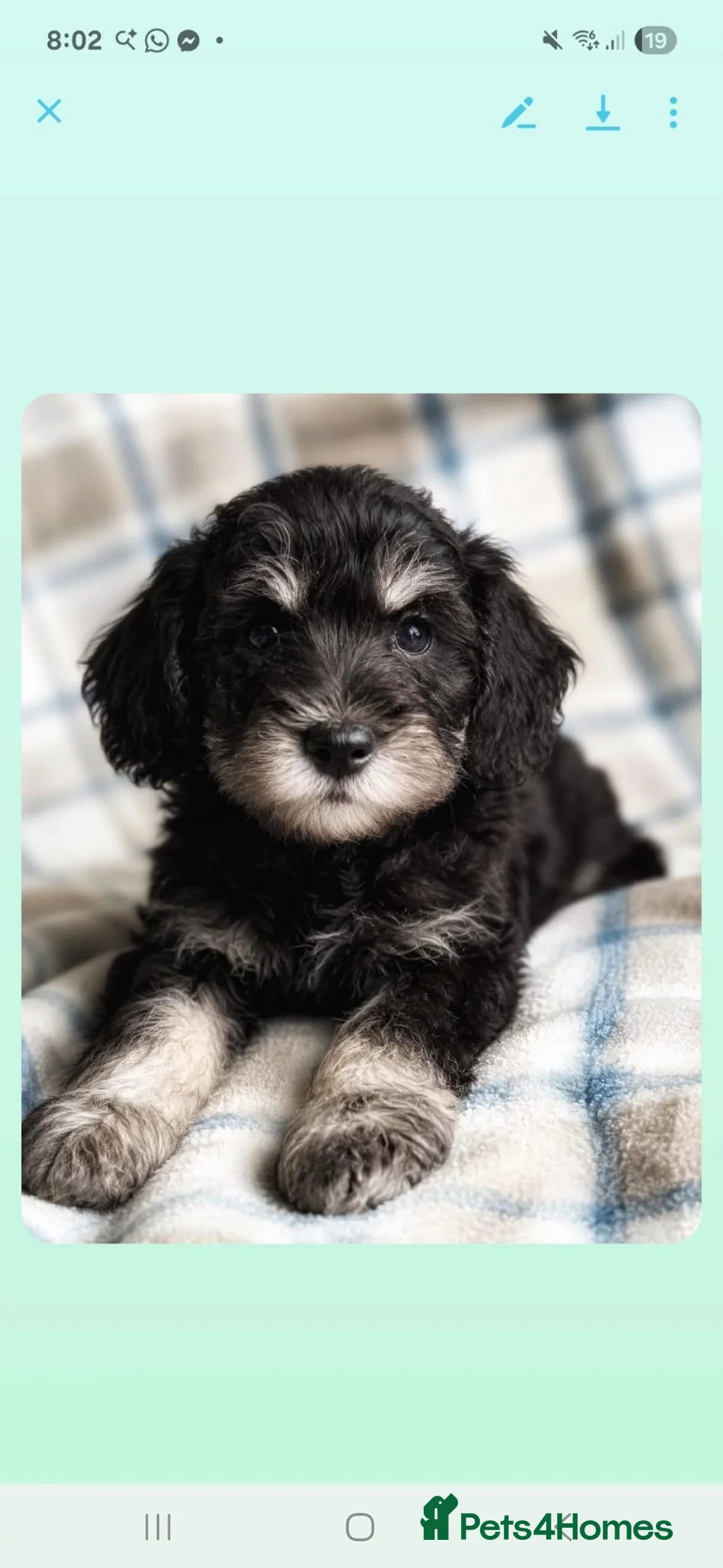 Schnoodle dogs for sale: Rare Schnoodle Babies - Advert 9