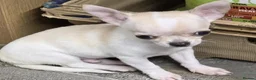 Chihuahua dogs for sale: Precious Paws, Bright Personalities—Chihuahuas in Manchester - Advert 8