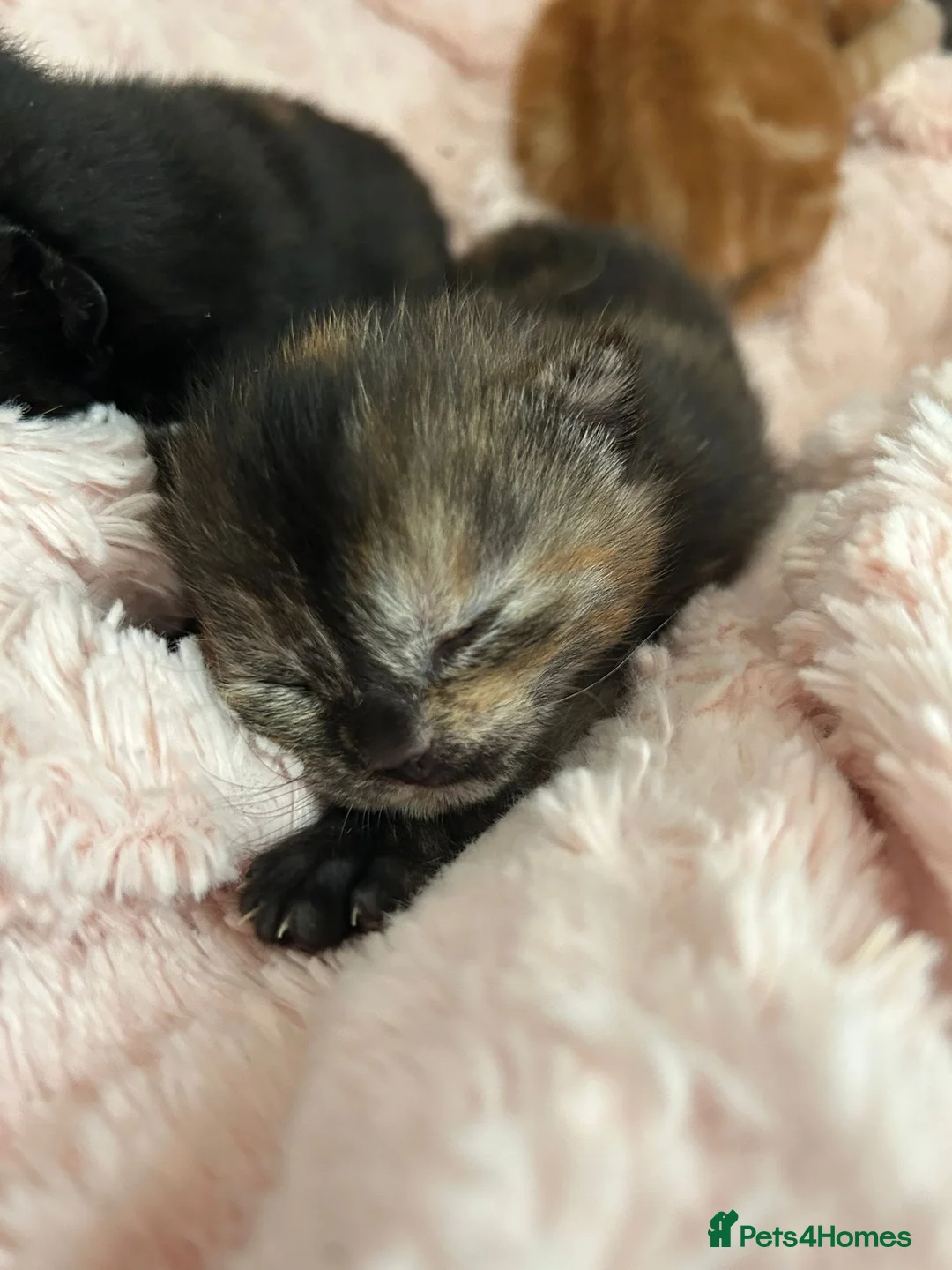 Mixed Breed cats for sale: 2 beautiful tortie girls - Advert 2