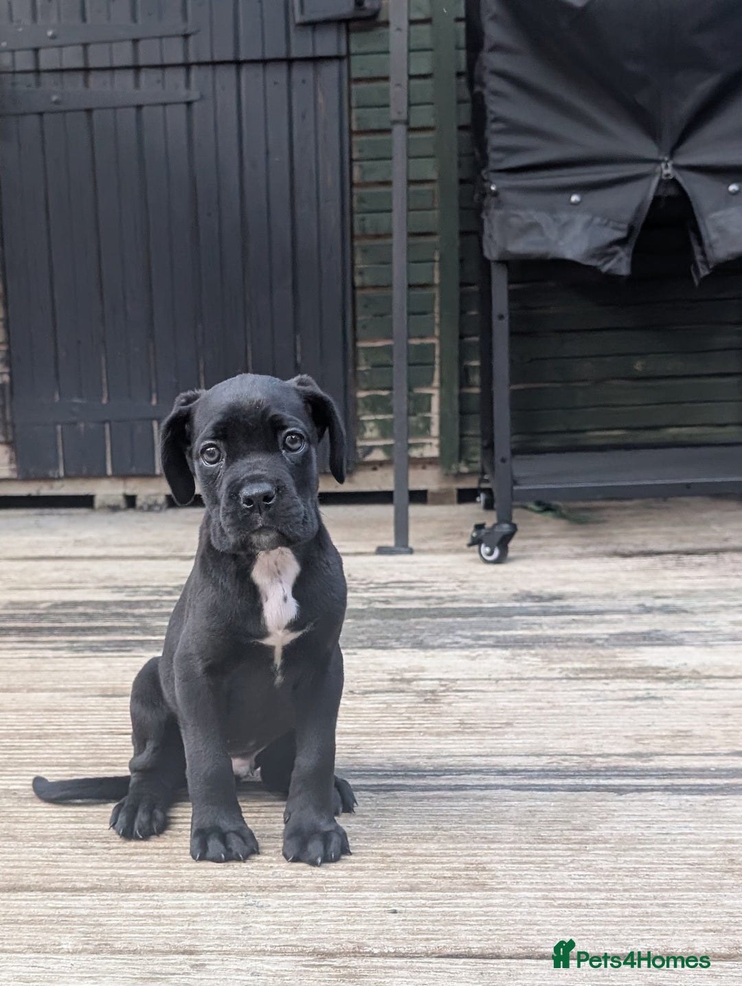 Cane Corso dogs for sale: Champion Lines Cane Corso Puppies *Ready Now** - Advert 4