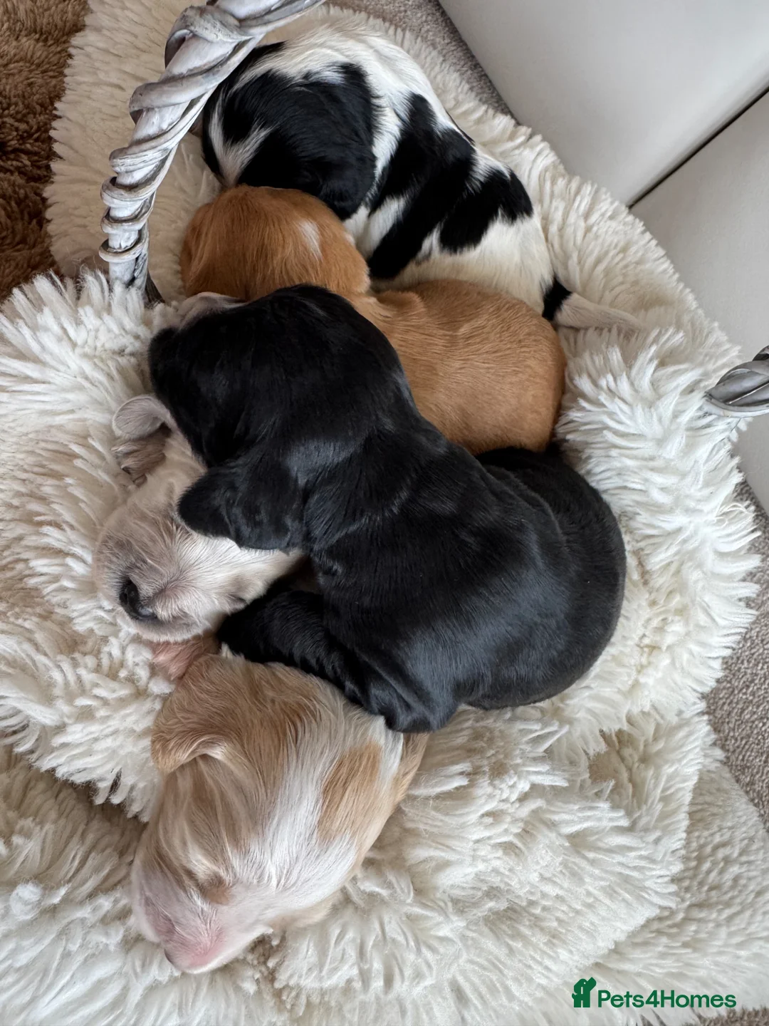 Cocker Spaniel dogs for sale: Show type cocker spaniel puppie  - Advert 1