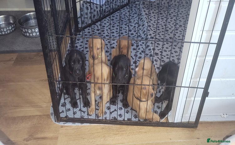 Labrador Retriever dogs - Advert 7