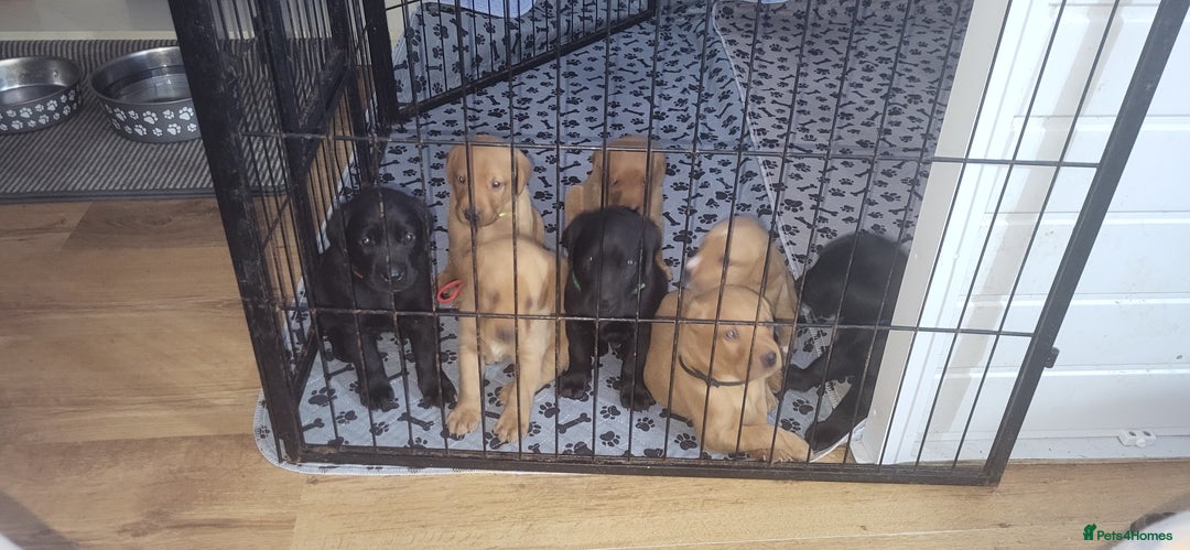 Labrador Retriever dogs for sale: KC LABRADORS - Image 1