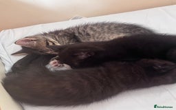 British Shorthair cats for sale: Beautiful boys looking for homes - Image 4