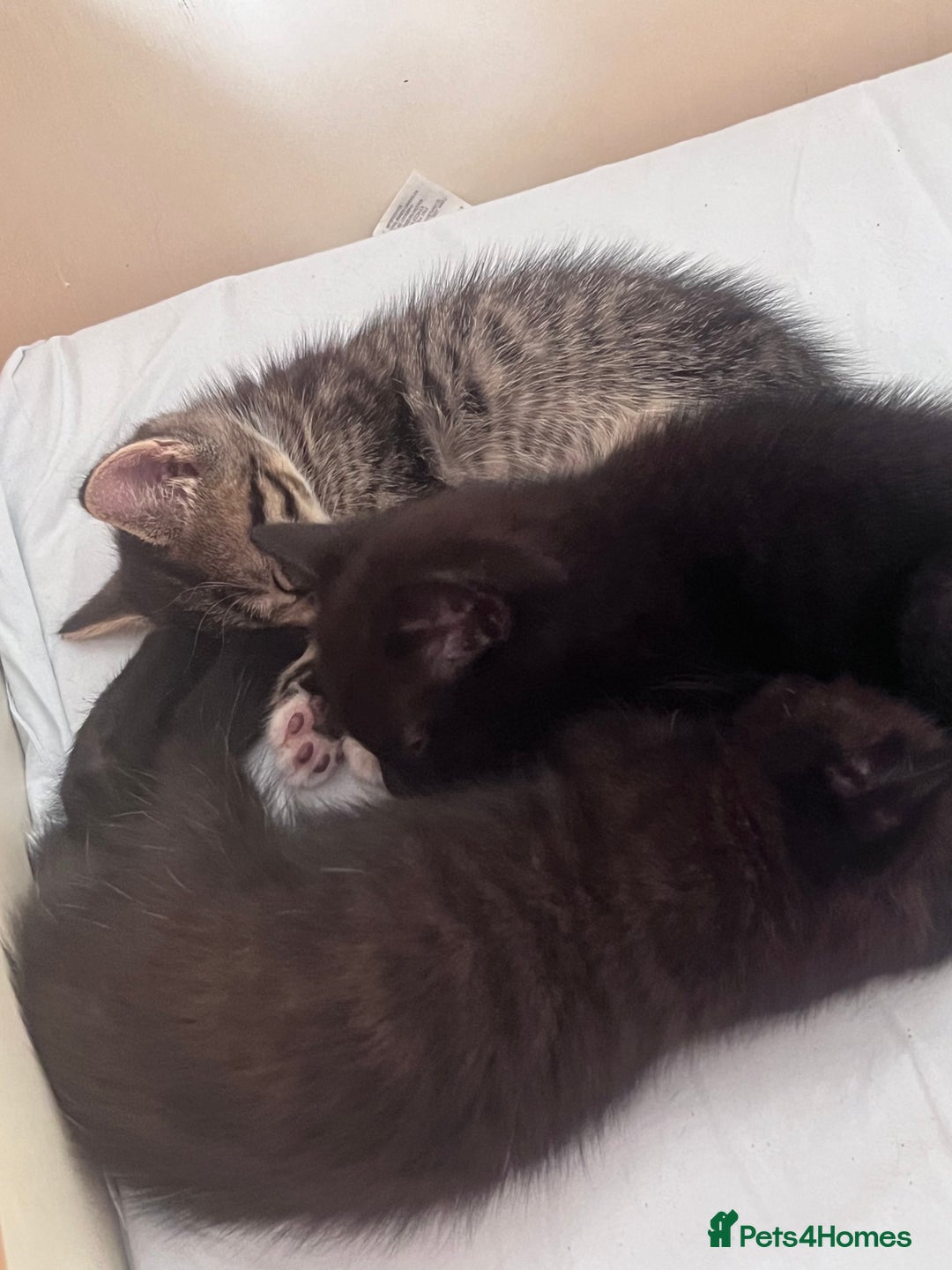 British Shorthair cats for sale: Beautiful boys looking for homes - Image 4