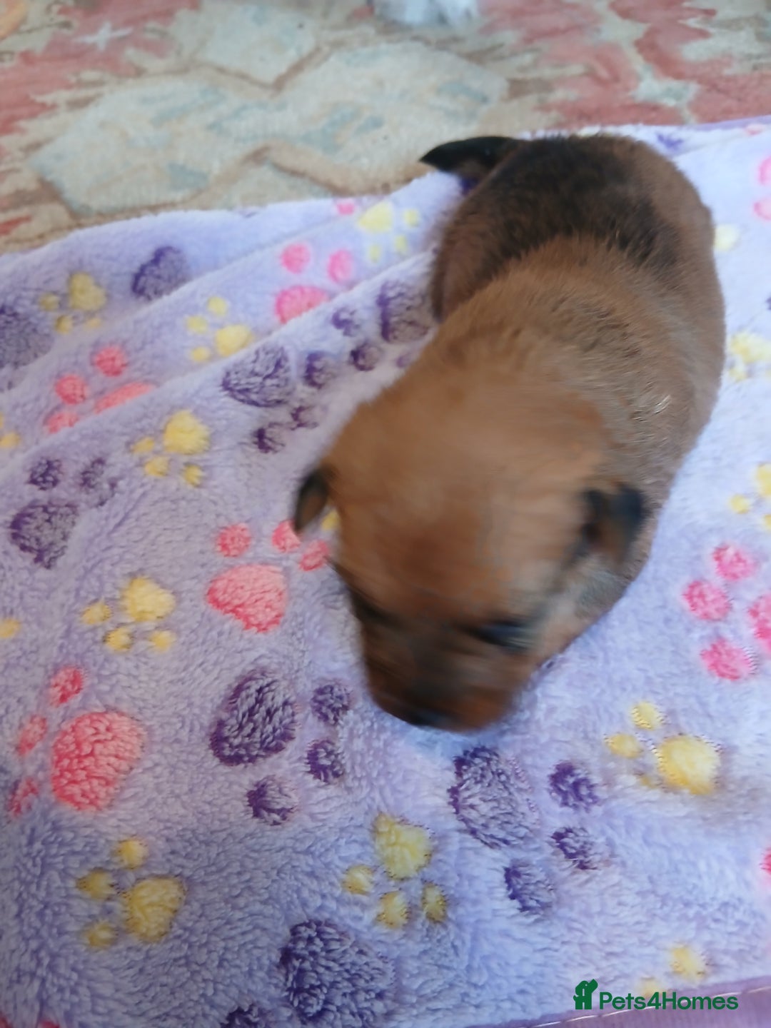 Jack Russell dogs for sale: Adorable Jack russell x pomeranian pups for sale - Image 5