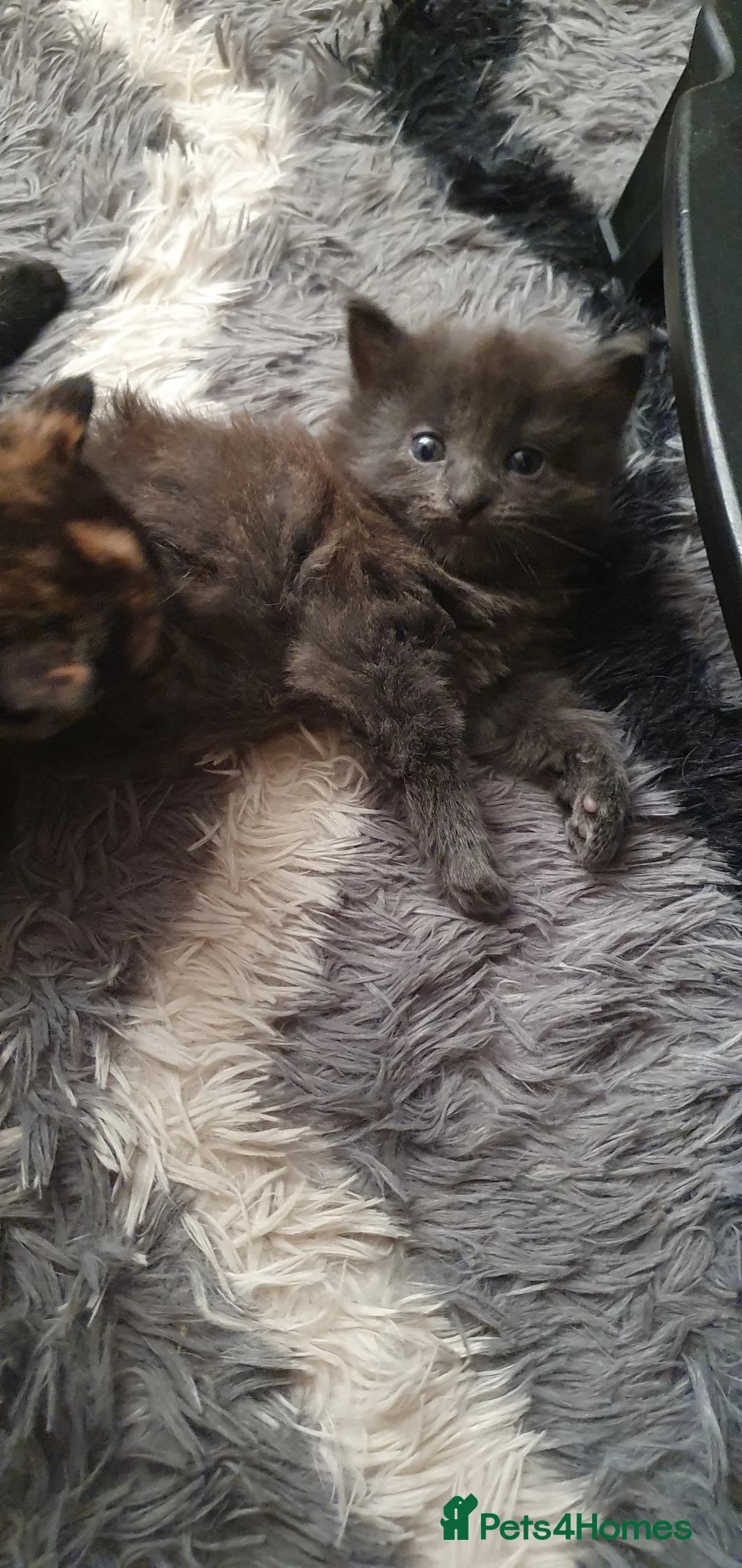 Mixed Breed cats for sale: Adorable kittens  - Advert 5
