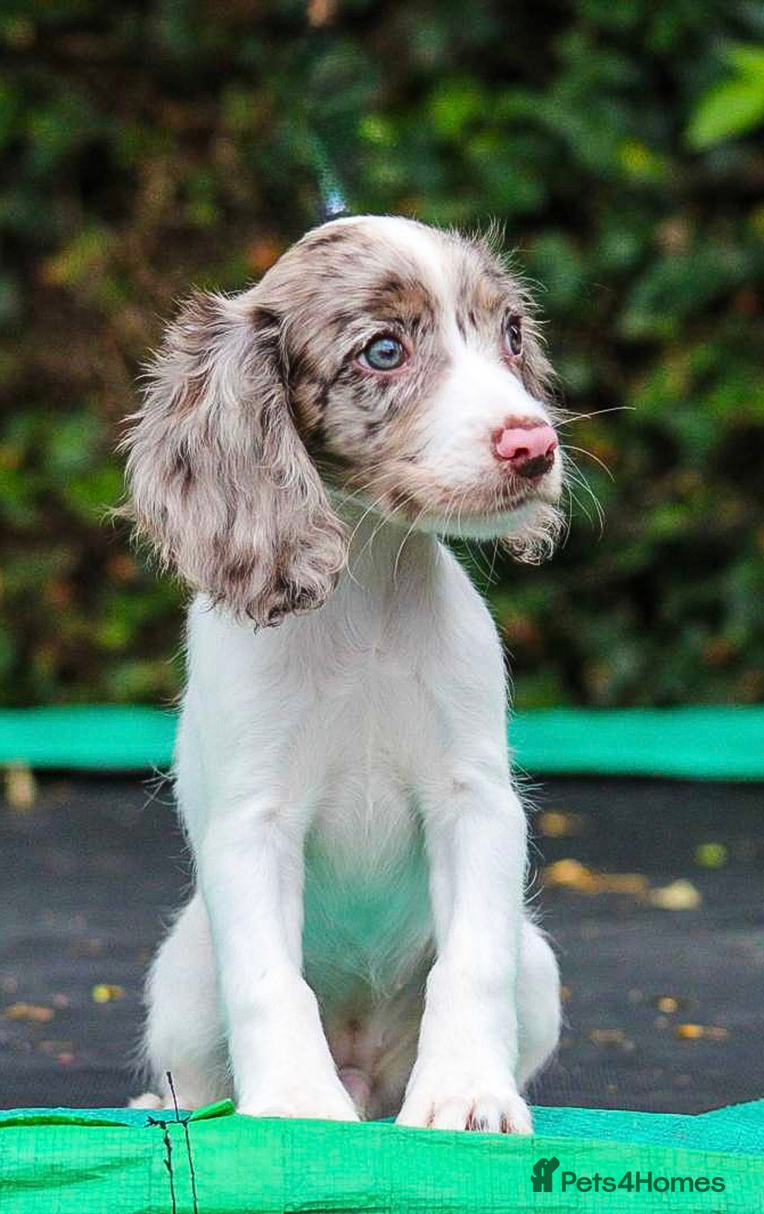 Cocker Spaniel dogs for sale: Working Cocker Spaniel puppies LAST TWO GIRLS - Image 4