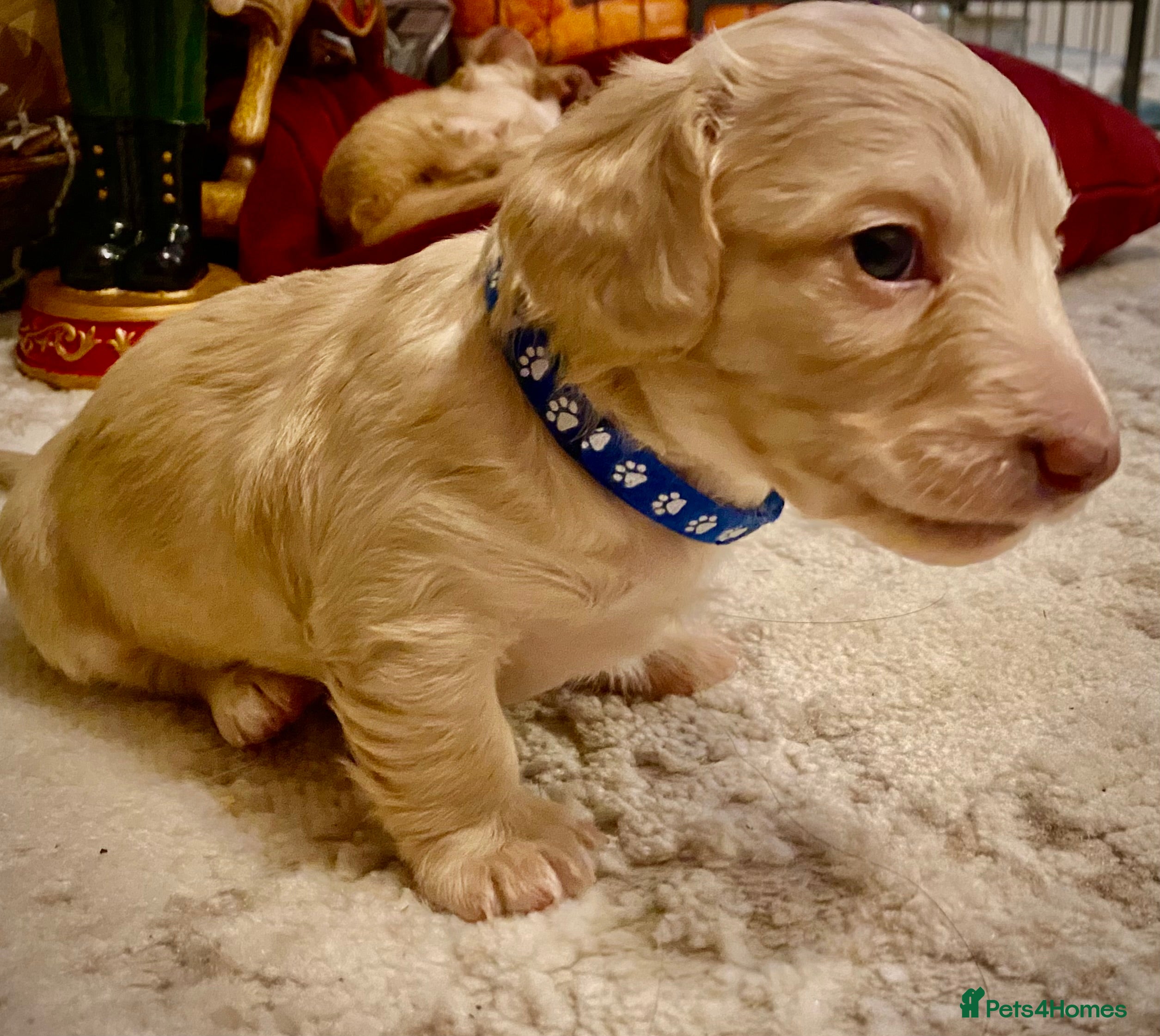 Miniature Dachshund dogs Long-Haired Miniature Cream Dachshund - Advert 1