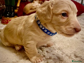 Miniature Dachshund dogs Long-Haired Miniature Cream Dachshund - Advert 2