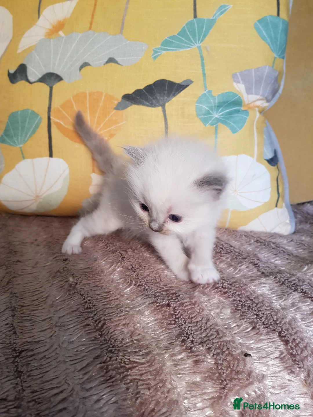 Ragdoll cats for stud: WCF/GCCF Blue Bicolour Ragdoll available for stud in Manchester - Advert 5