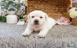 Labrador Retriever dogs for sale: Yellow Labrador Puppy - Image 8