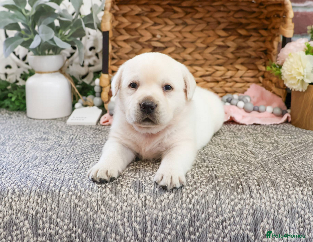 Labrador Retriever dogs for sale: Yellow Labrador Puppy - Image 8