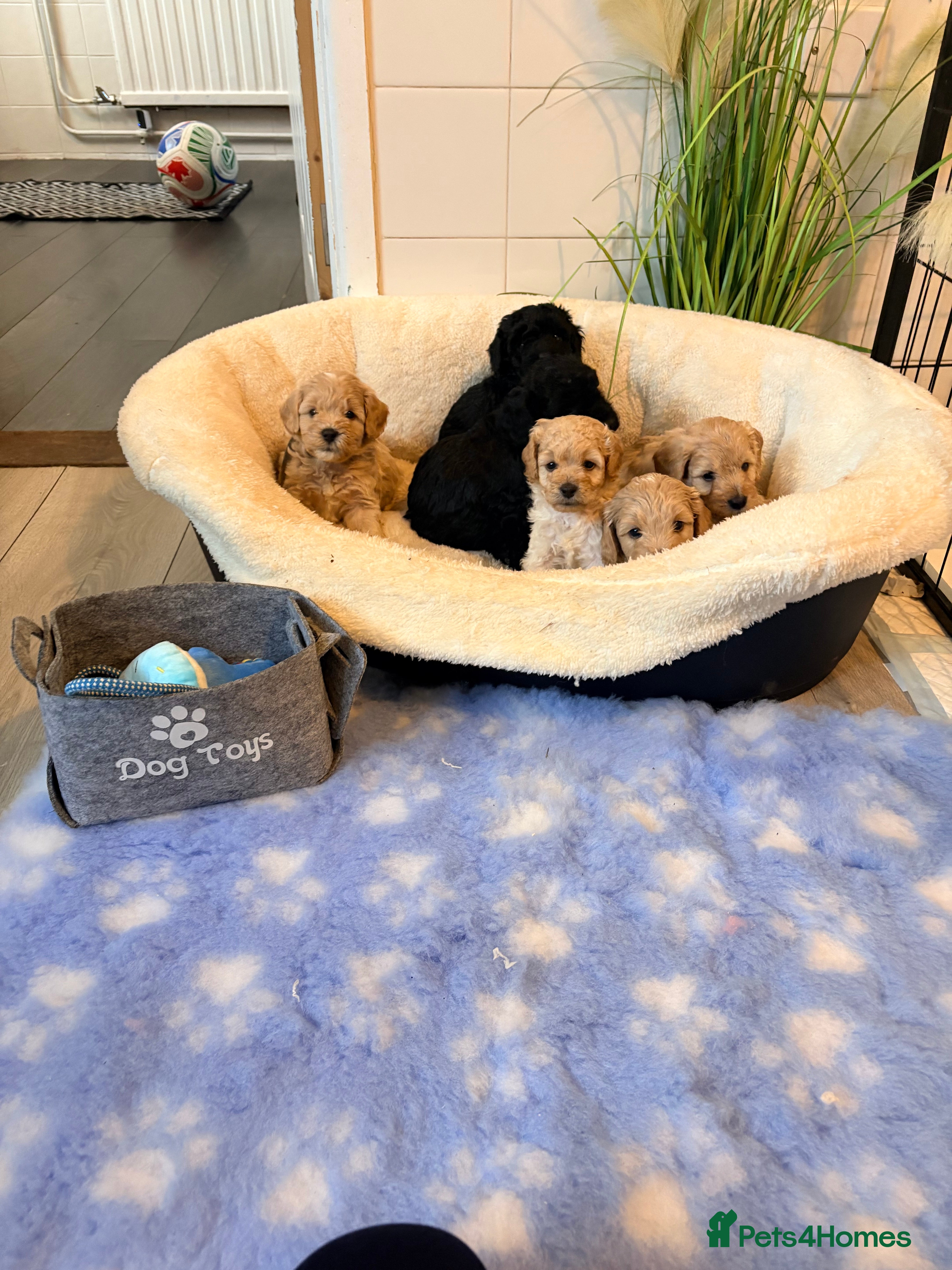 Cockapoo dogs F1B cockapoos  - Advert 17