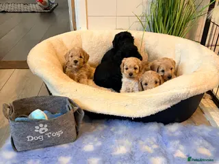 Cockapoo dogs F1B cockapoos - Advert 11