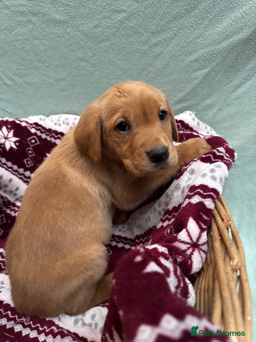 Labrador Retriever dogs for sale: Fox red Labrador puppies.  - Advert 3